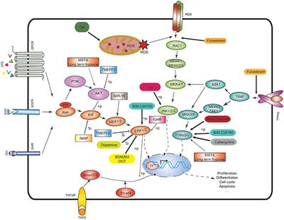 The MAPK Pathway-Based Drug Therapeutic Targets in Pituitary Adenomas